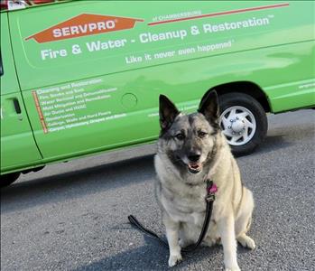 Roxy (SERVPRO Dog) , team member at SERVPRO of Chambersburg